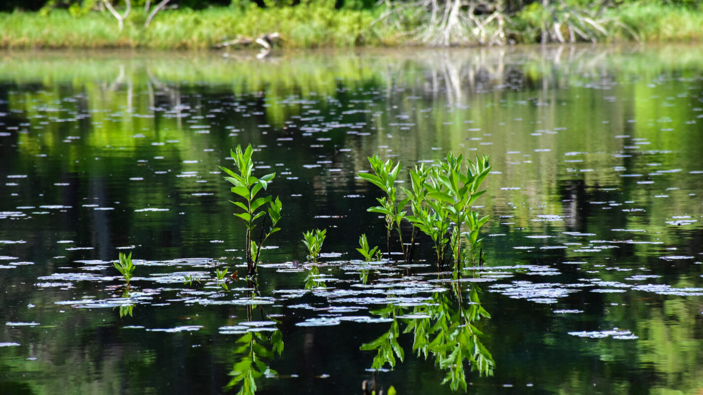 A bog with plants growing