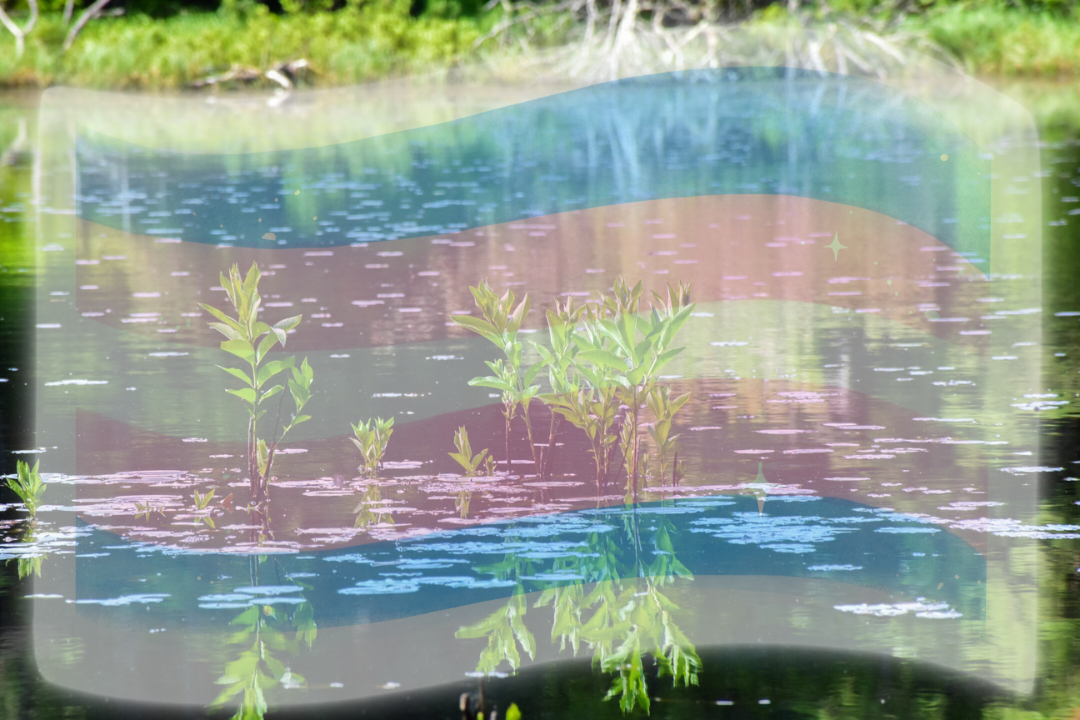 A photo of a bog with a trans flag overlay